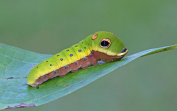 Spicebush Swallowtail 
caterpillar